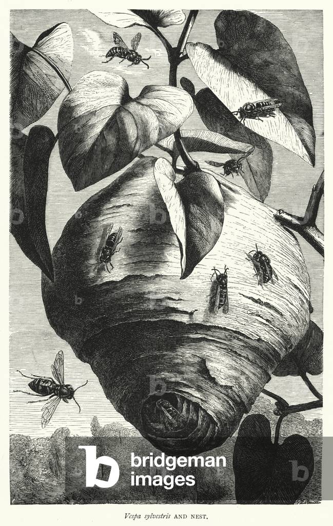 Vespa sylvestris and Nest (engraving) by English Artist, b/w