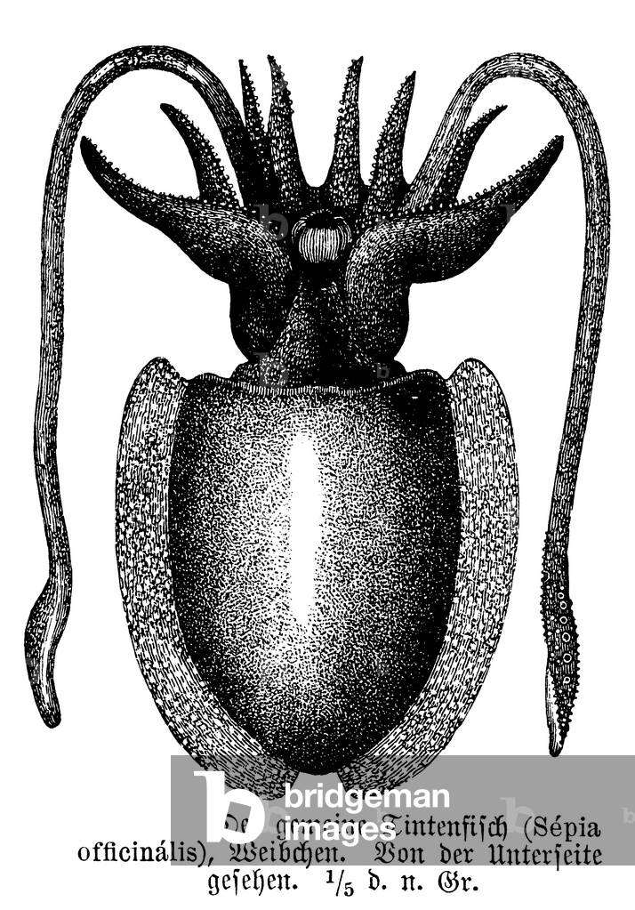Image of Engraving depicting Squid, b/w