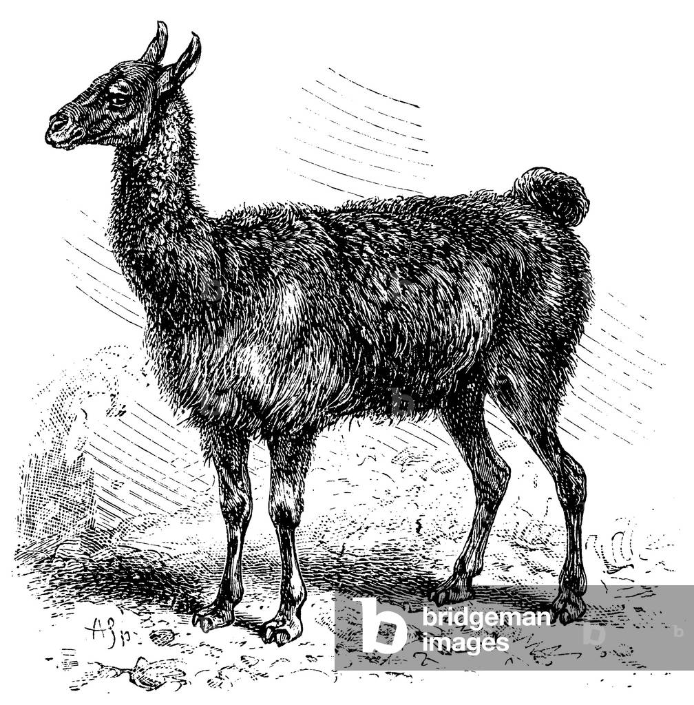 Immagine di Incisione "Lama", b/w