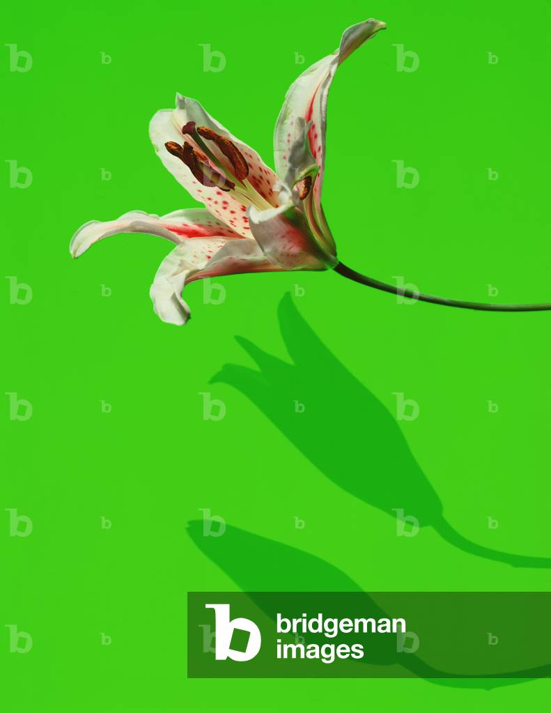 Lilly Evolution (Foto)