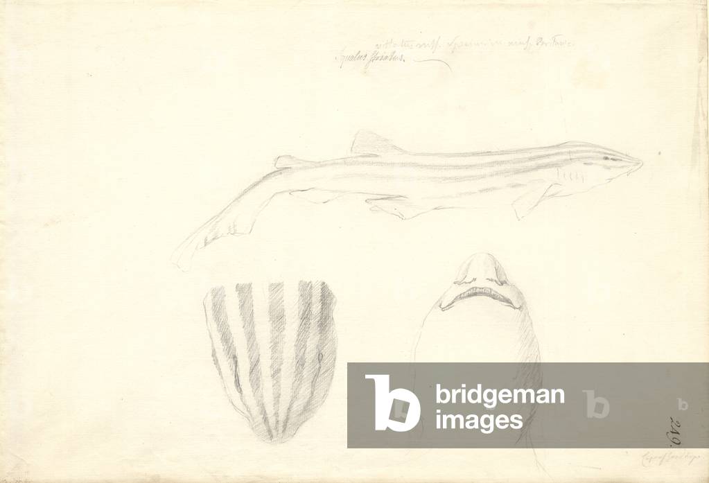 Image of Drawing depicting Poroderma africanum by Georg Forster, b/w