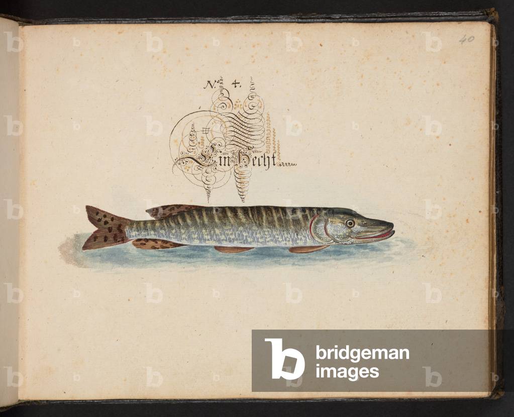 "An exact natural description and Delineation of the Water-Fowls, Fishes, Fourfooted Beasts, Insect, and Worms