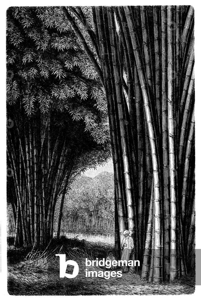 Immagine di Incisione "Foresta di bambù su Java", b/w