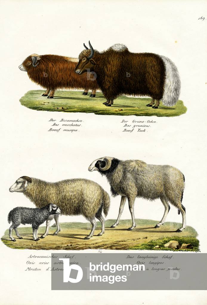 "Moschus Ochse", 1824 von Karl Joseph Brodtmann