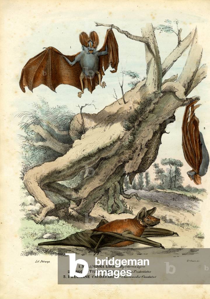 Chauves-souris, 1863-79 (coloris litho)