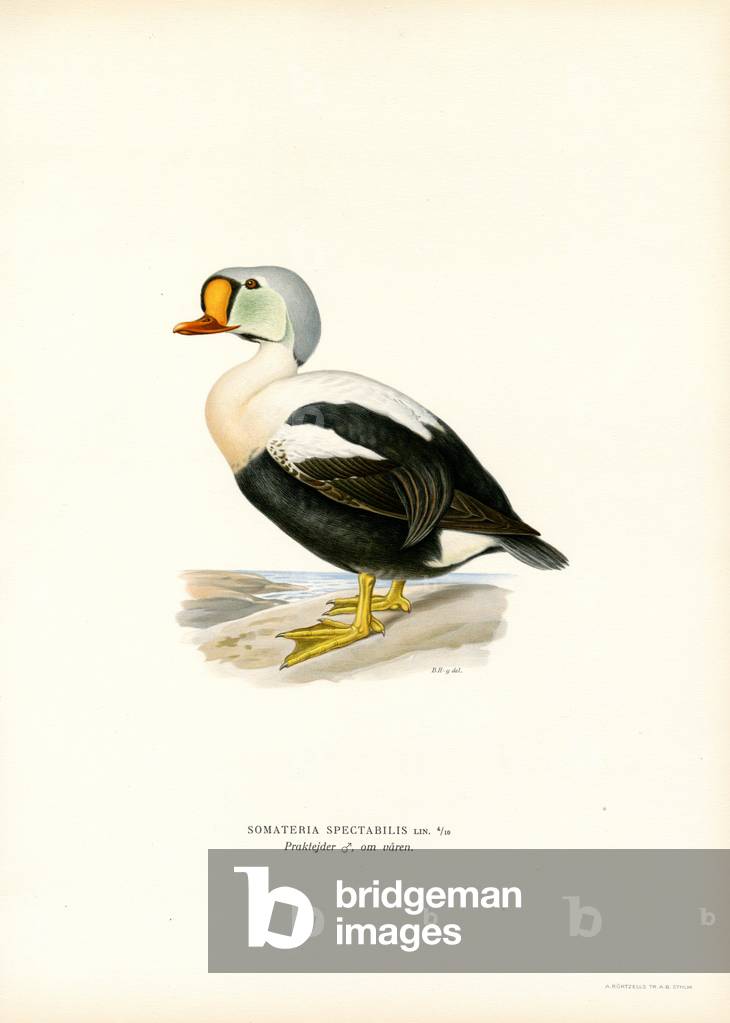 King Duck (Farbe litho)