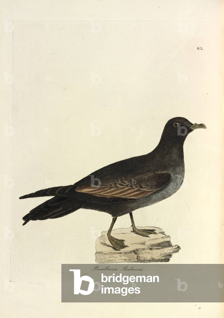 "Petrel di Bulwer", b/w