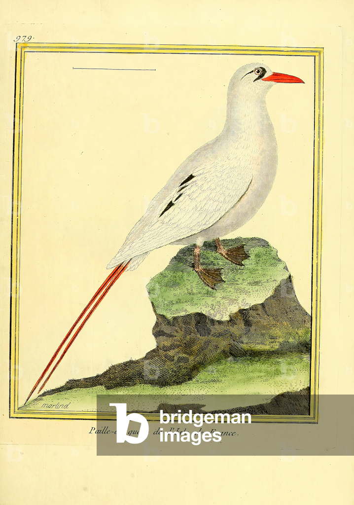 Bild von Druck "Rotschnabel-Tropikvogel von der Île de France (Druck)" 1770