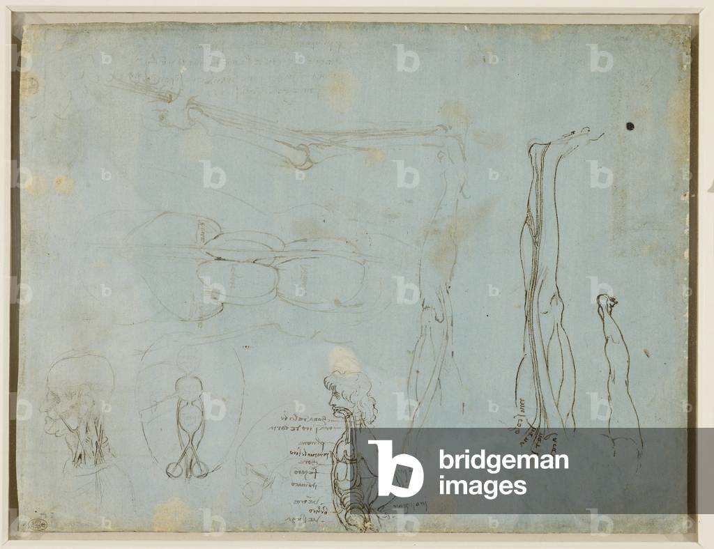 Bild von Zeichnung "Verschiedene anatomische Studien" 1485 von Leonardo da Vinci