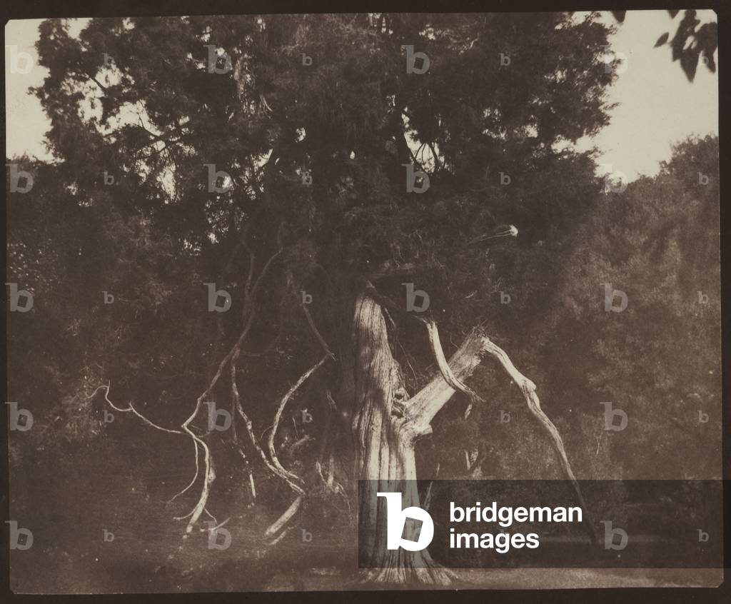 Cedro rosso invecchiato nei terreni del monte Edgcumbe, Plymouth, ca. 1841.