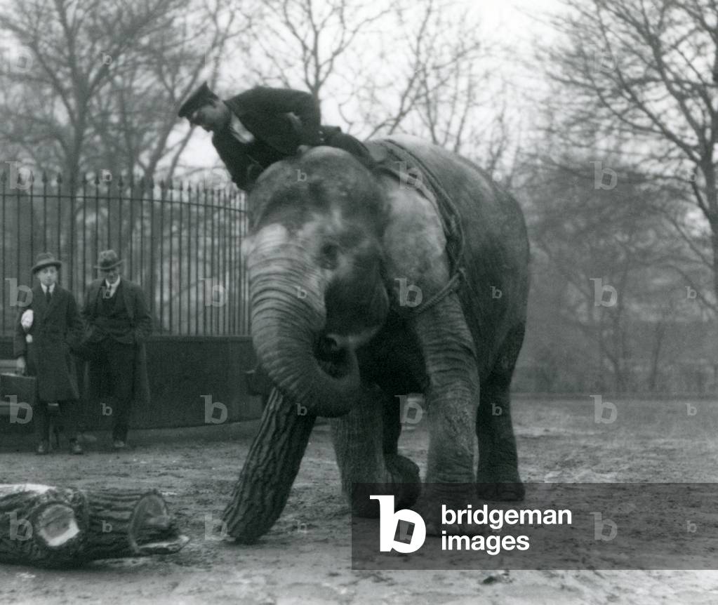 Bild von Fotografie "Weiblicher asiatischer Elefant" 1925 von Frederick William Bond