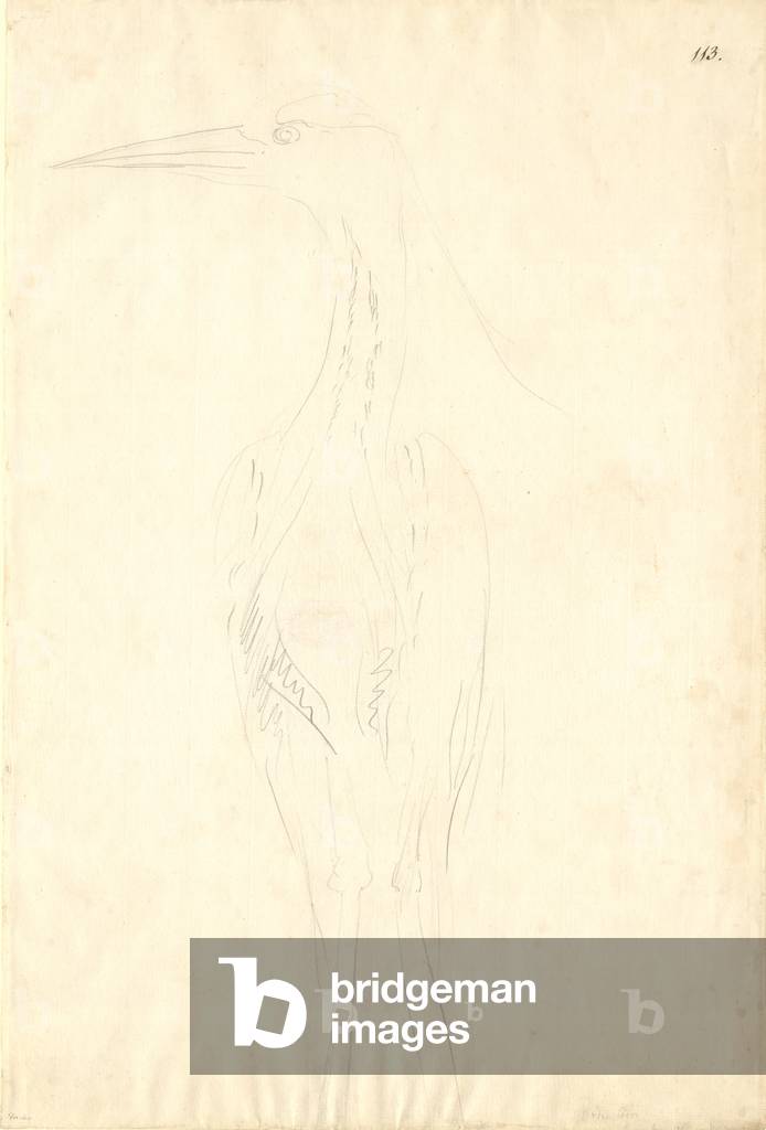 Image de Dessin représentant Ardea cinerea, b/w
