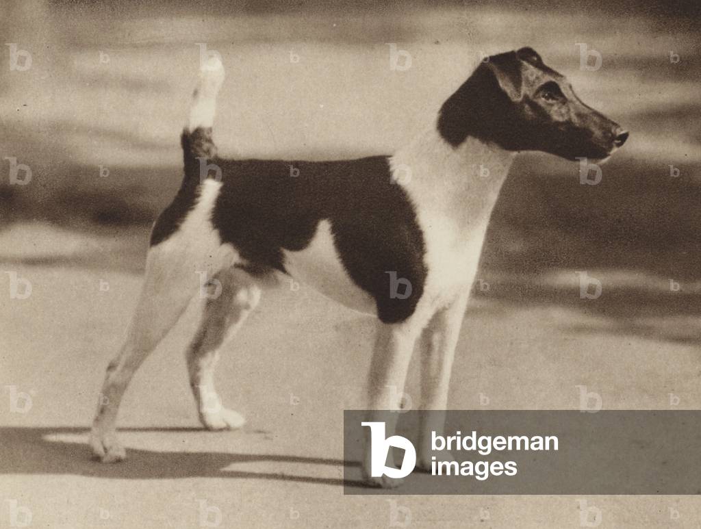Dogs: The Smooth Fox-Terrier (b/w photo)