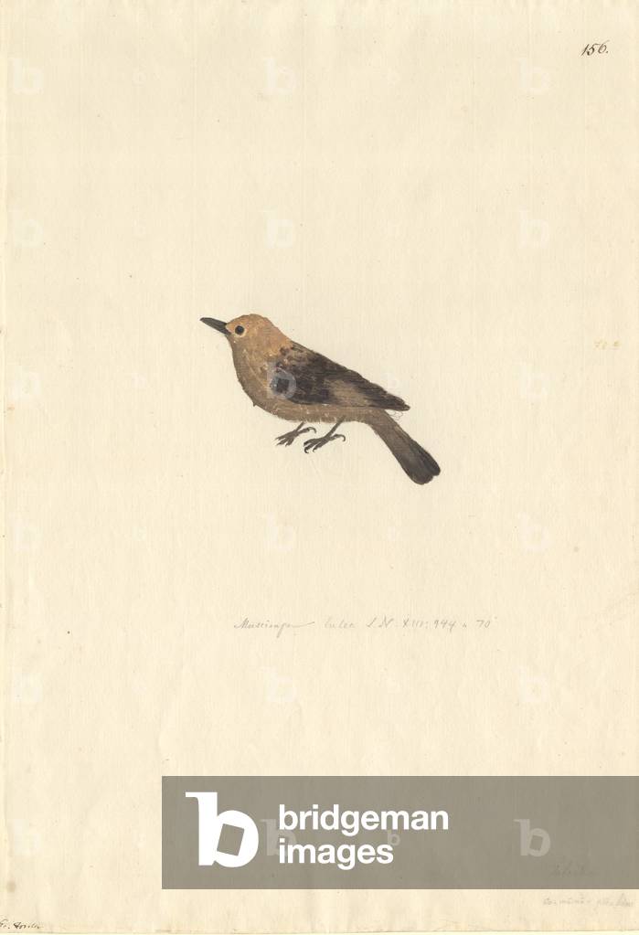 Image de Dessin représentant Pomarea nigra par Georg Forster, b/w