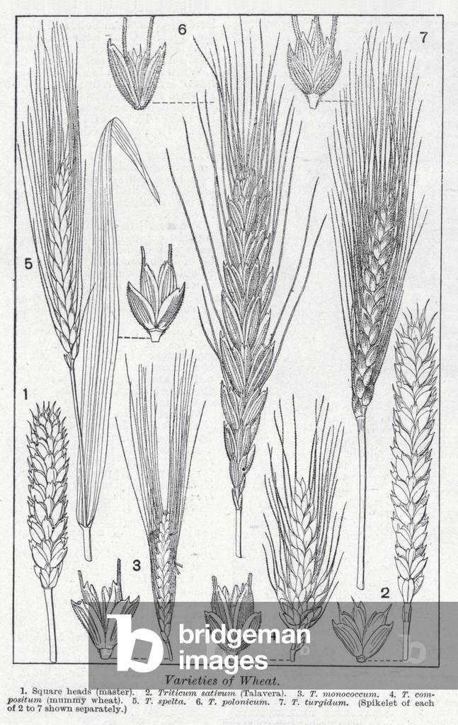 Image of Print depicting Varieties of wheat (litho) by English Artist
