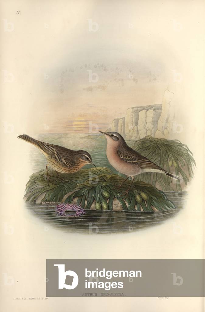 Bild von Zeichnung "Anthus spinoletta" von John Gould, b/w