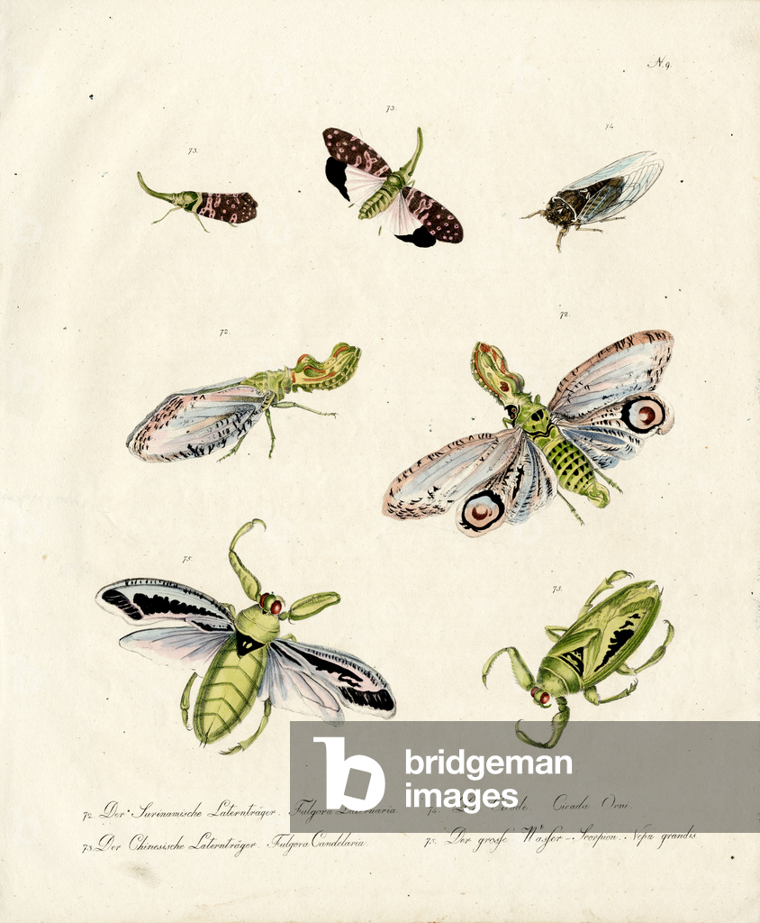 Immagine di Stampa "Varie Cicale e Lanterne (stampa)" di Karl Joseph Brodtmann