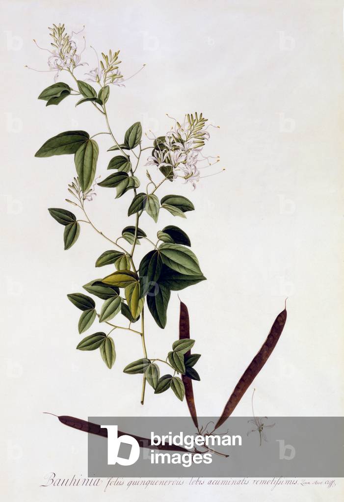 Bauhinia, c.1745 (incisione colorata a mano)