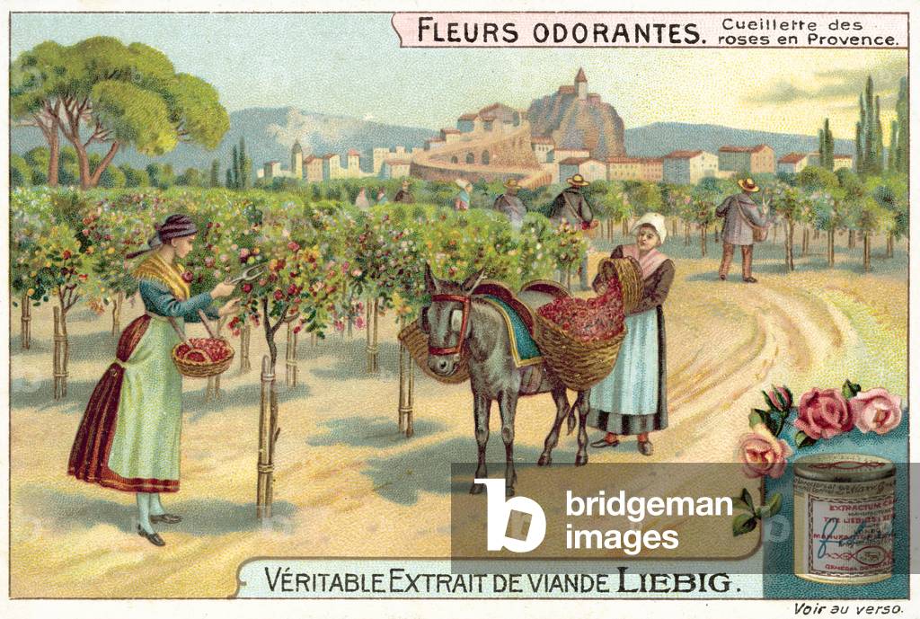 Bild von Druck "Rosen in der Provence pflücken (chromolitho)" von European School