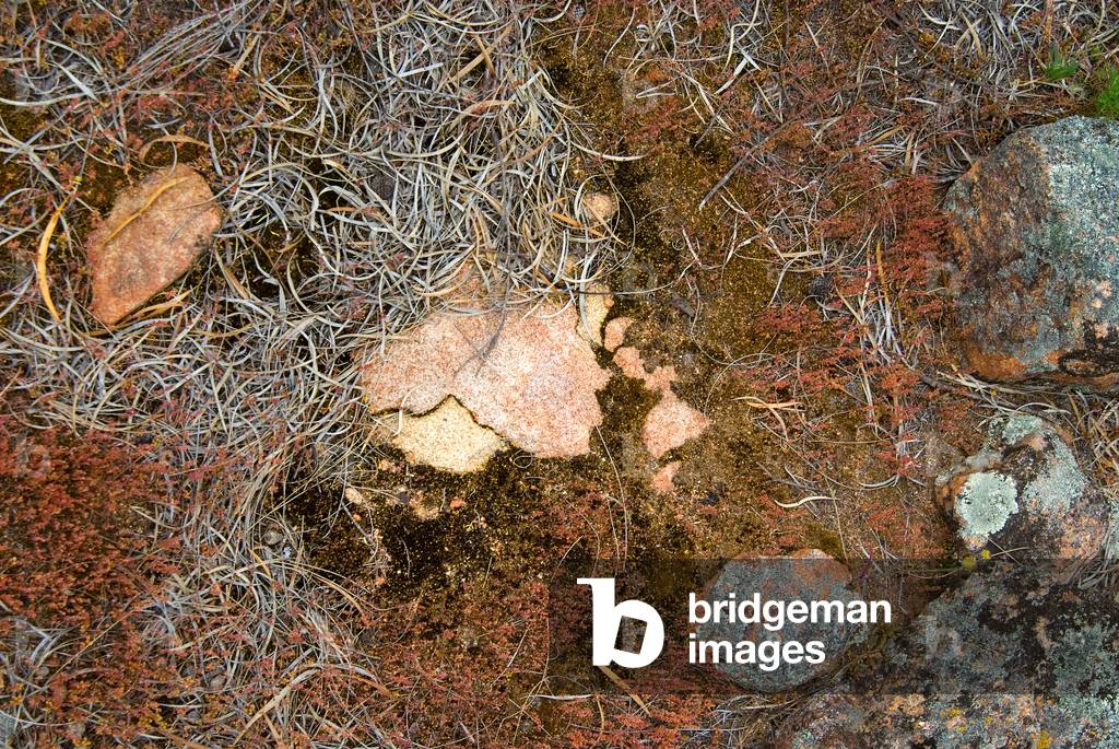 Abstract detail of bushland floor: Eucalyptus leaves