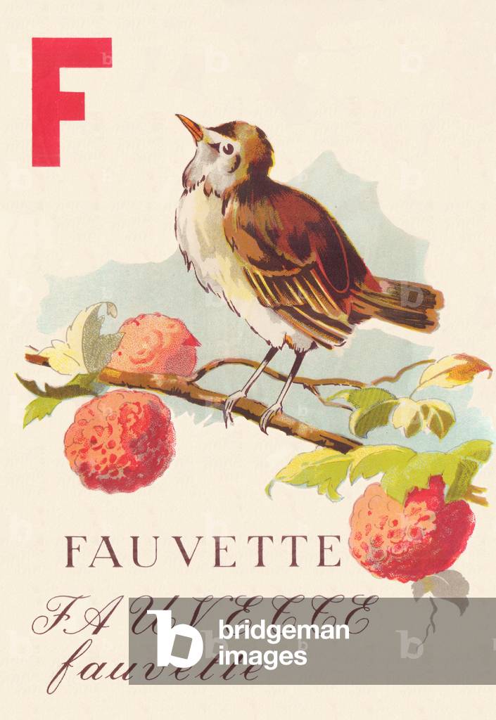 Immagine di Incisione "ABC Warbler Birds" 1945 di C. Hagues