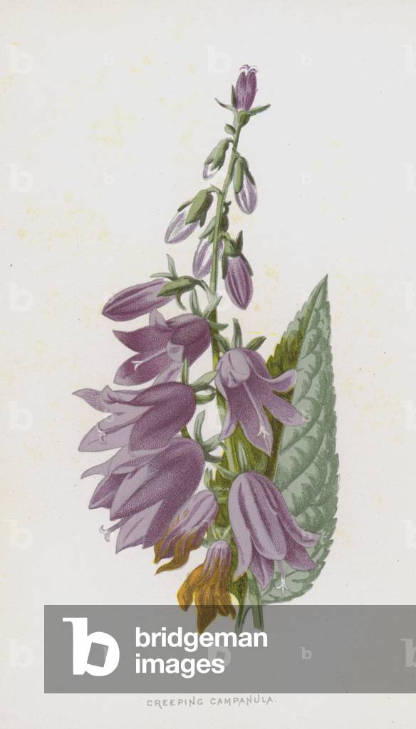 Creeping Campanula (chromolitho) by Frederick Edward Hulme