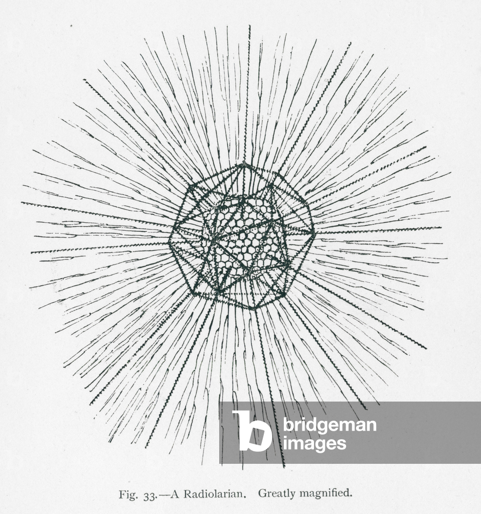 Image of Print depicting Beauties of nature: A Radiolarian (litho) 1801 by English Artist