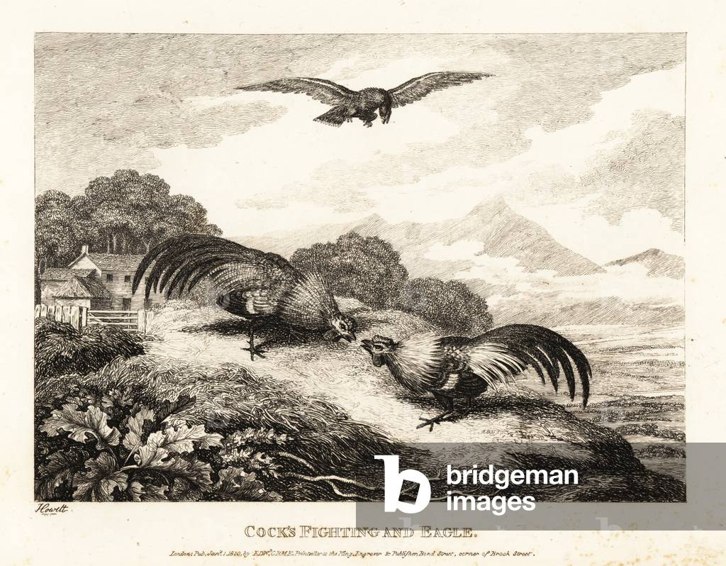 Deux coqs se battent dans une grange en contrebas d'un aigle. 1811 (gravure)