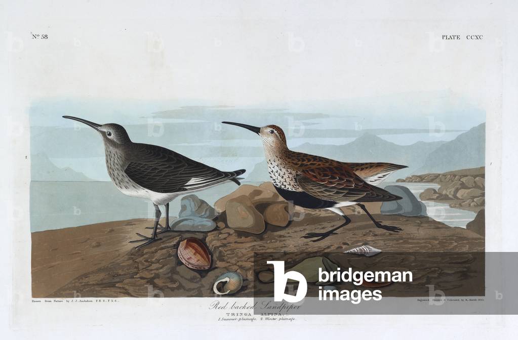 Zwei Vögel. Farbillustration von Audubon; Sandpiper mit roter Rückseite