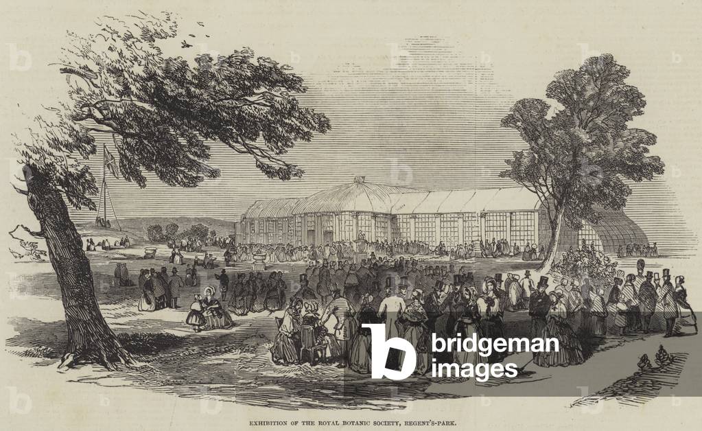 Exhibition of the Royal Botanic Society by English Artist, b/w