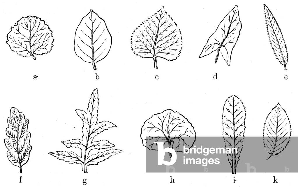 Image of Engraving depicting Leaf shapes, b/w