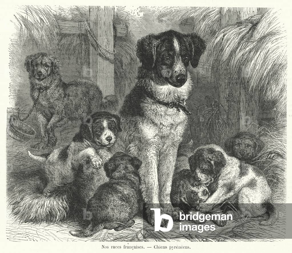 Nos races francaises, Chiens pyreneens (engraving)