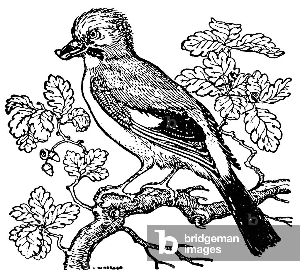 Jay