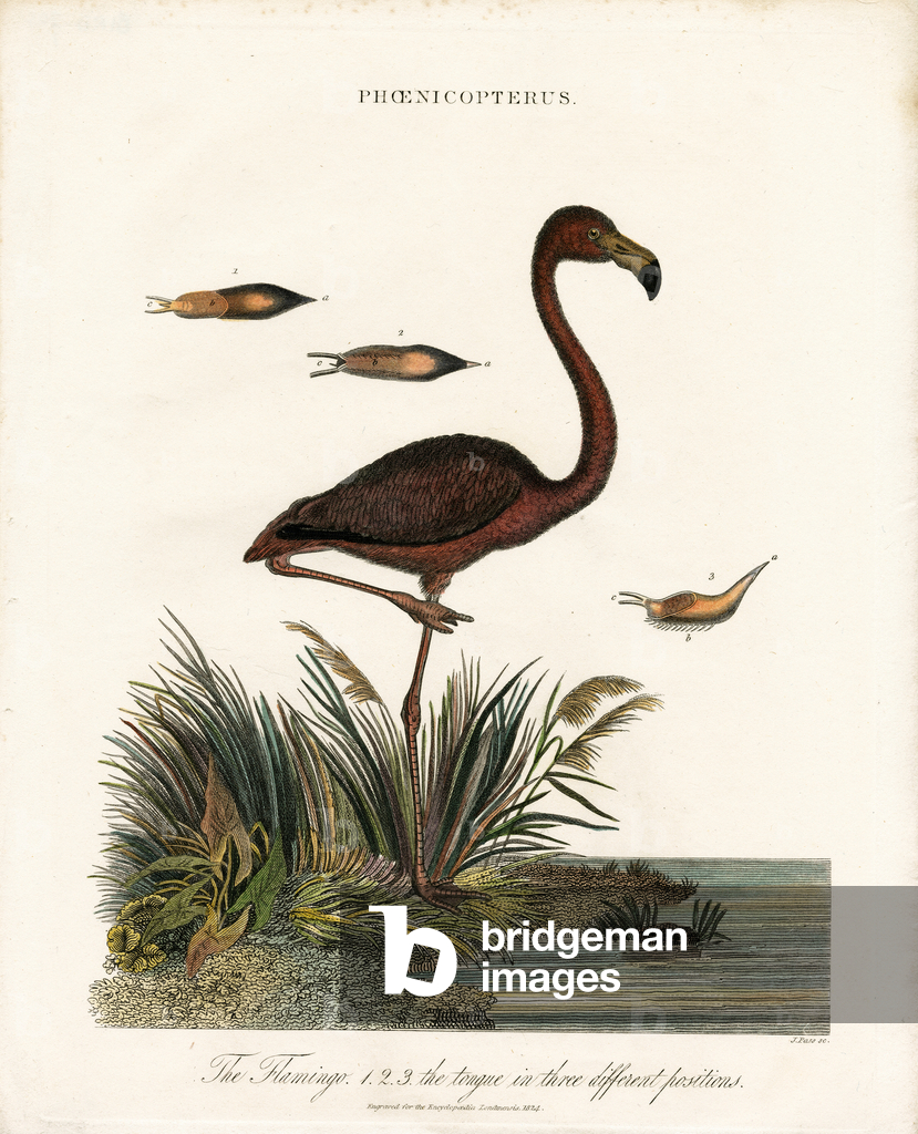 Flamingo, 1810 (print)