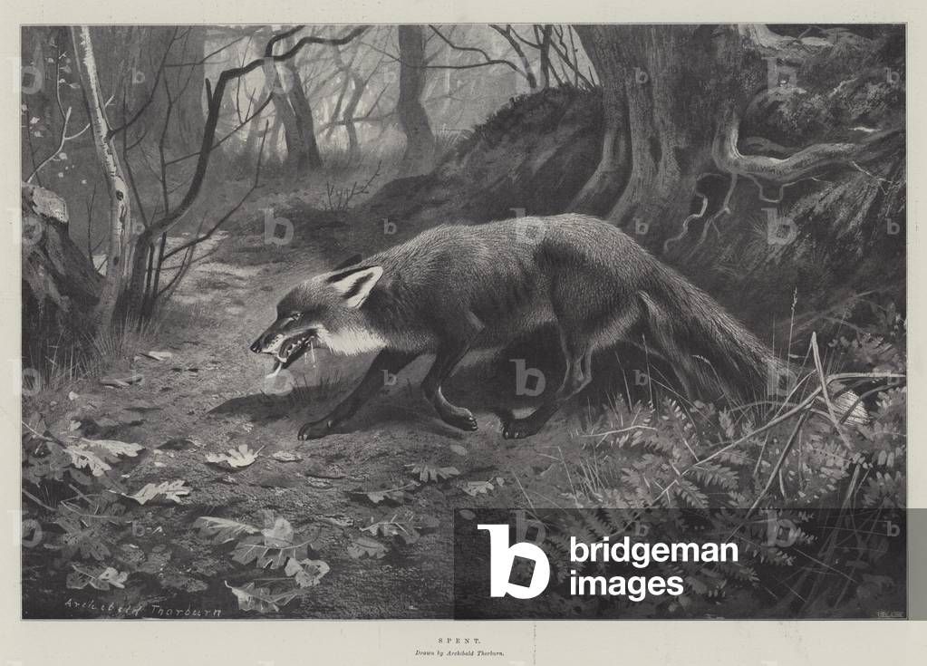 Spent (engraving) by Archibald Thorburn