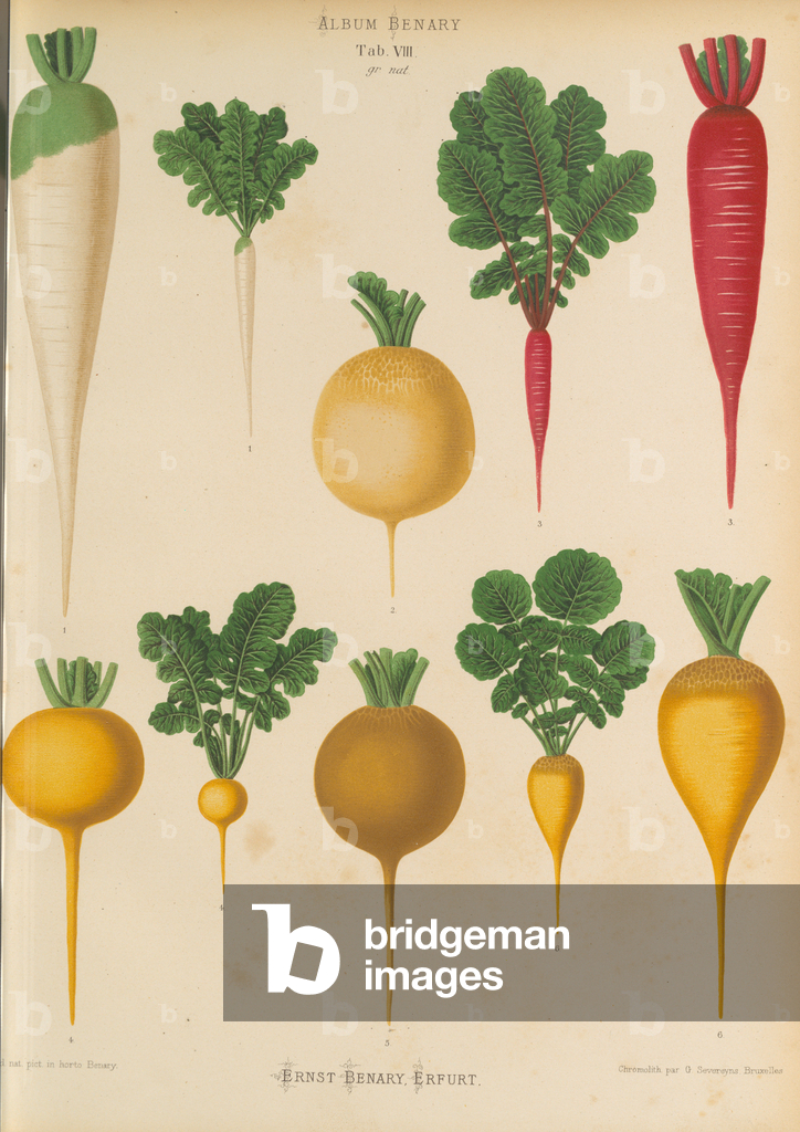 Image of Print depicting Radishes and turnips 1876 by Ernst Benary