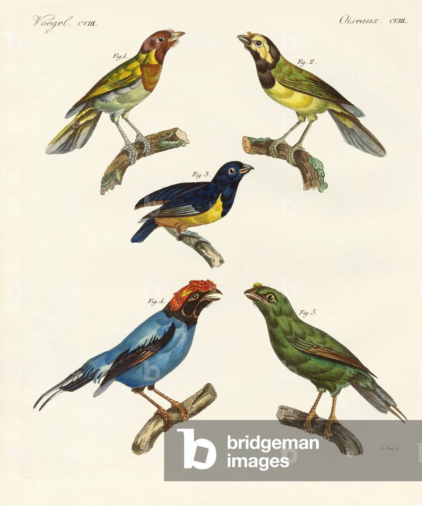 Immagine di Incisione "Bellissimi uccelli stranieri (incisione colorata)" di German School