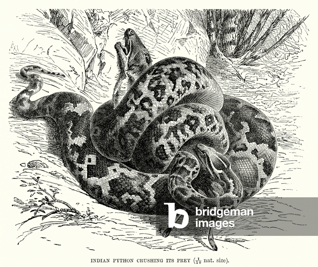 Image of Engraving depicting Indian Python crushing its prey (engraving) 1801 by European Artist