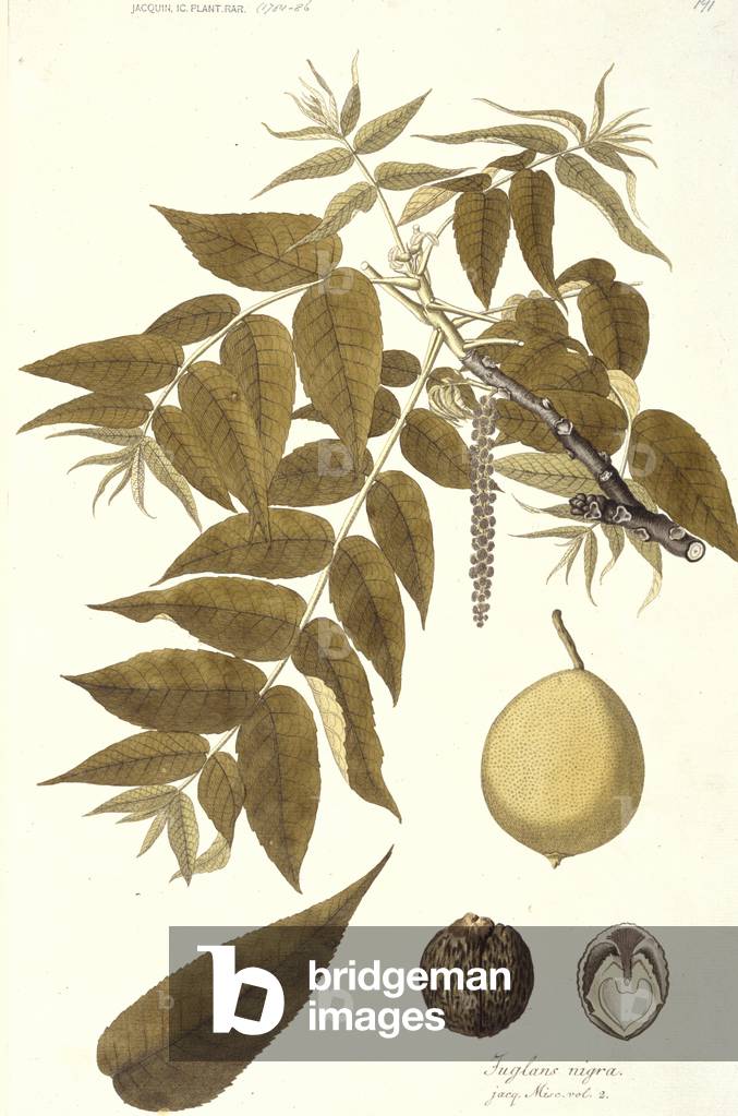 "Juglands nigra"