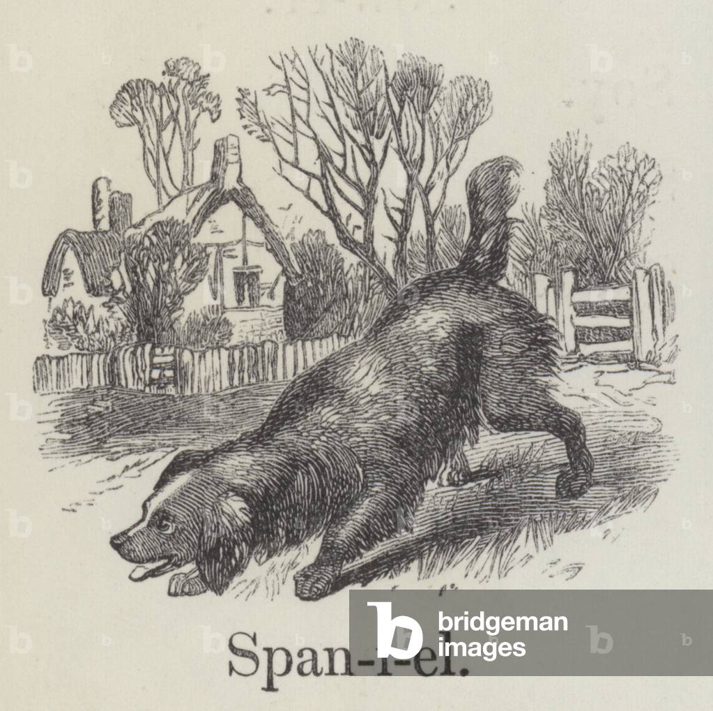 Spaniel (incisione)