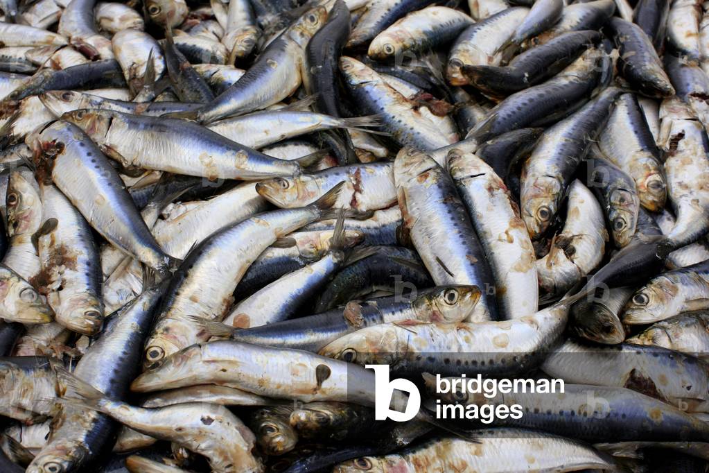 Immagine di Fotografia "Sardine pescate frshly in secchio"