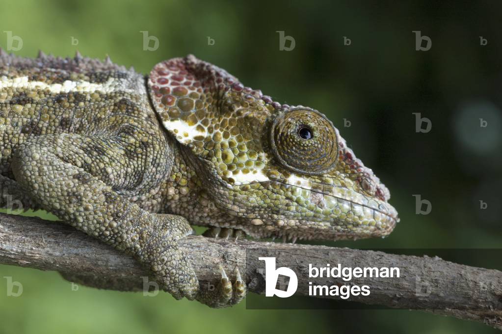 Image of Photography depicting Chameleon (photo) 2005