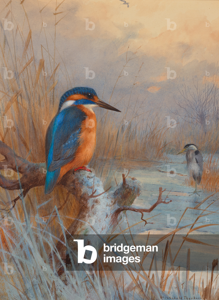 Erfroren - Fischer: Eisvogel und Reiher in einer Winterlandschaft (Bleistift, Aquarell und Körperfarbe auf Pap