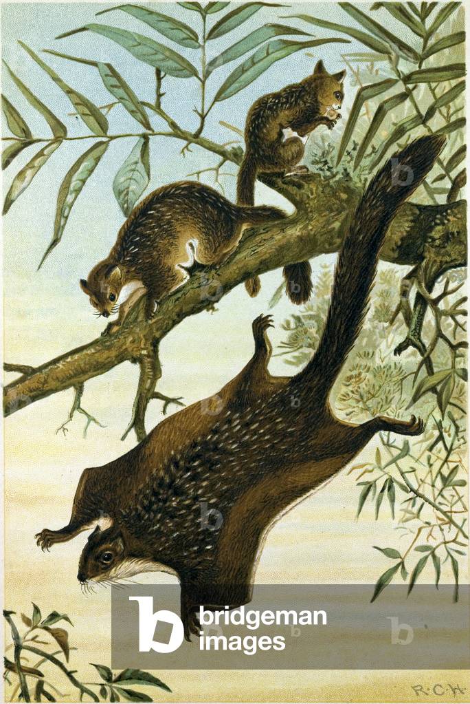 Image of Print depicting Flying Squirrel