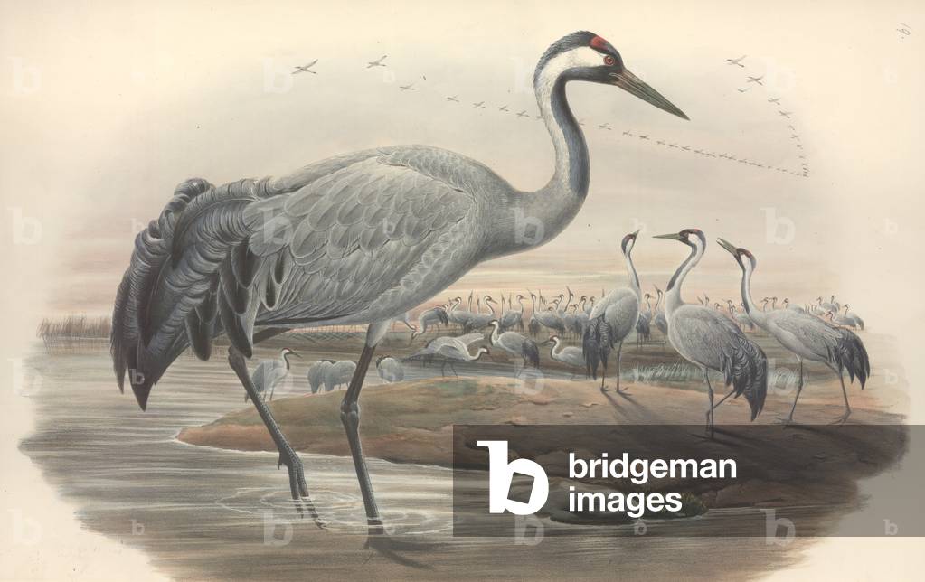 Bild von Zeichnung "Grus grus" von John Gould