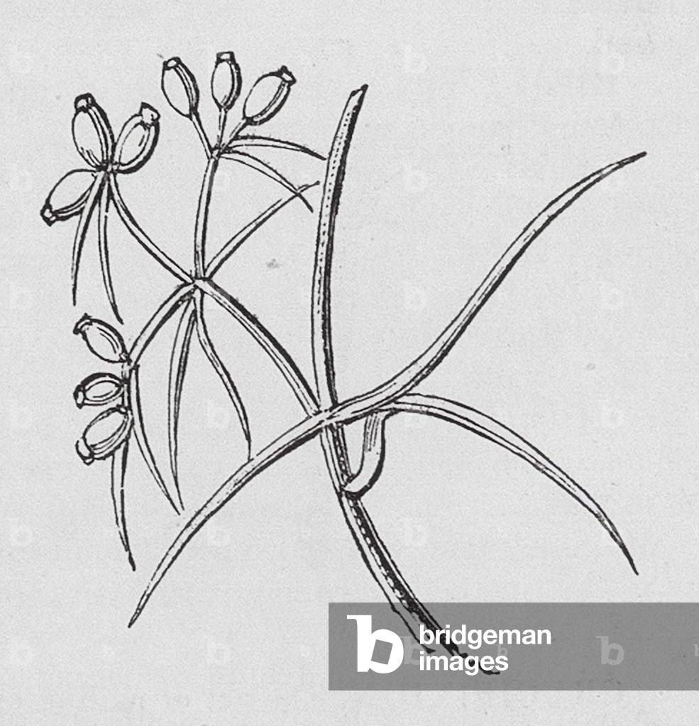 Wörterbuch: Cummin Seed (Gravur)