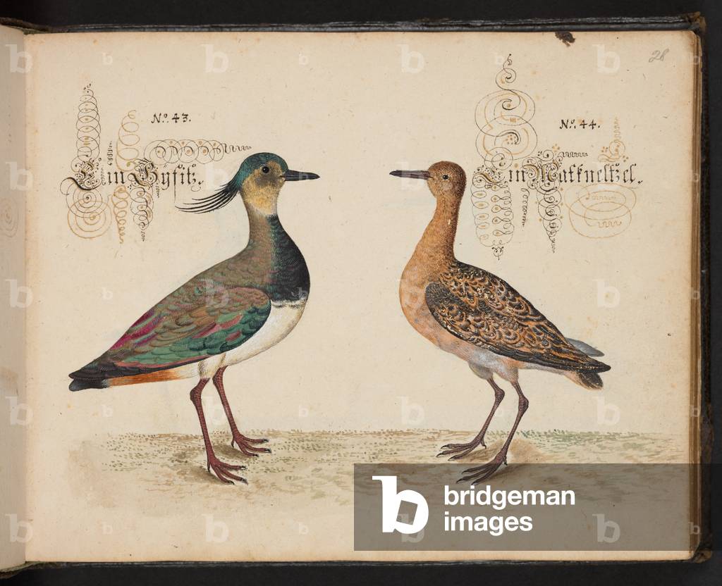 „Eine exakte natürliche Beschreibung und Abgrenzung der Wasservögel, Fische, Vierfüßler, Insekten und Würmer, 