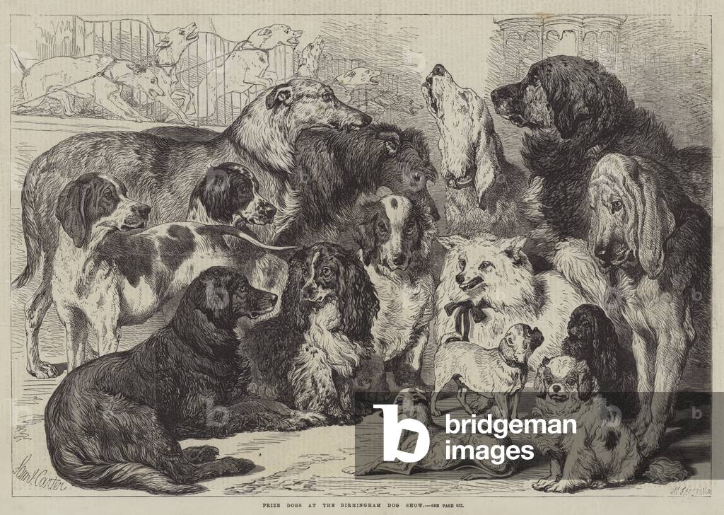 Prize Dogs at the Birmingham Dog Show (engraving)