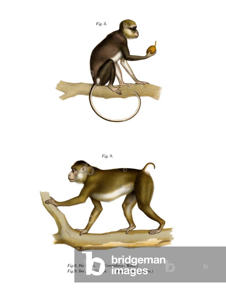 "Monna Monkey", 1860 di German School, b/w