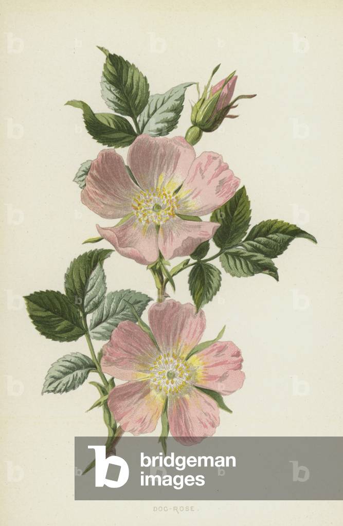 Rosa Cane (cromolito)